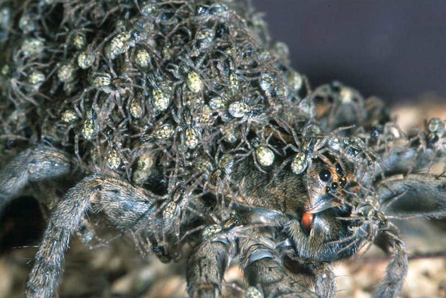[Image: wolf-spider-and-babies.jpg]